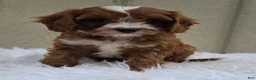 Cavapoo dogs for sale: Rover  - Ad 8