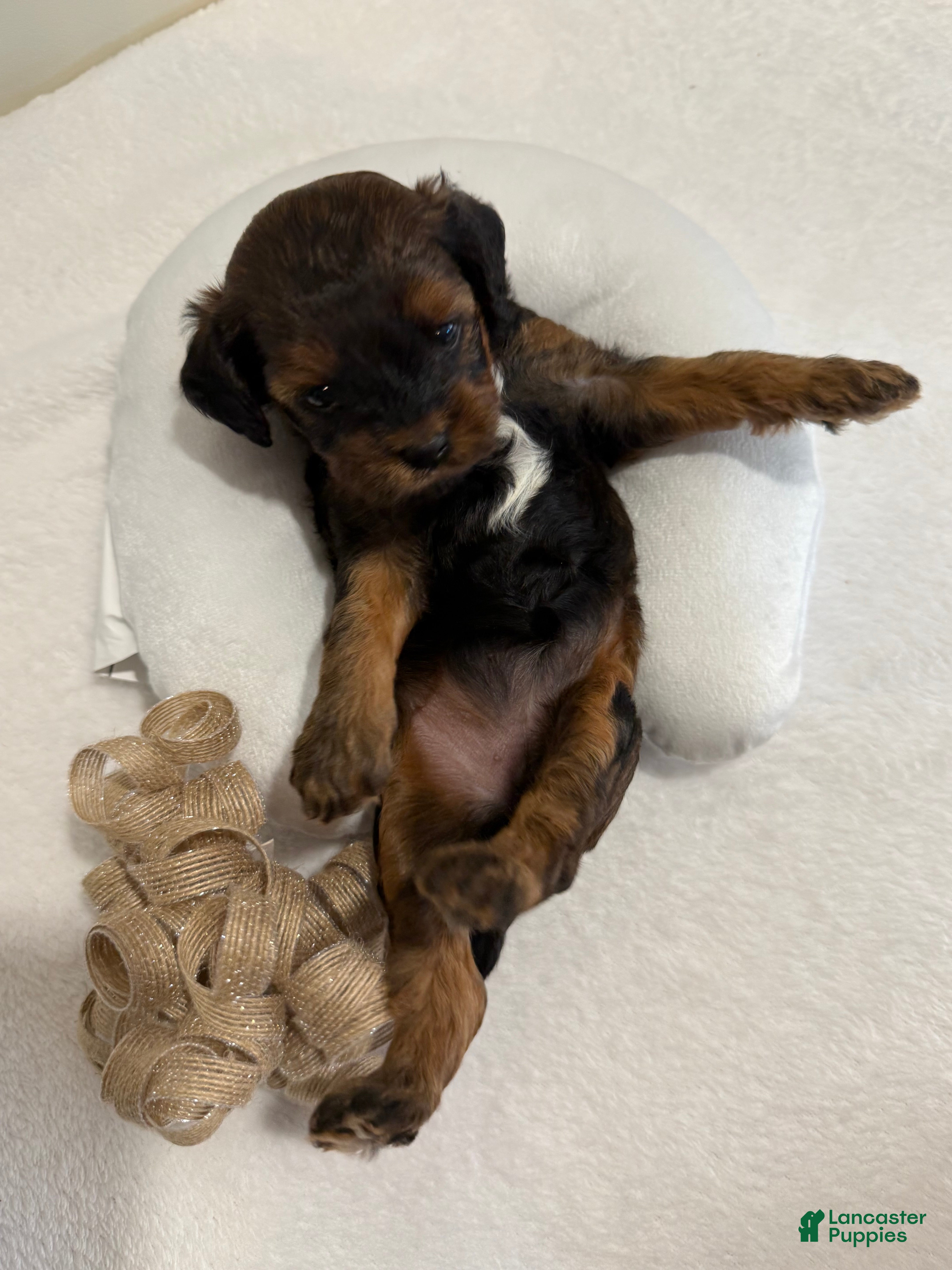 Cavapoo dogs Mocha Cavapoo  - Ad 2