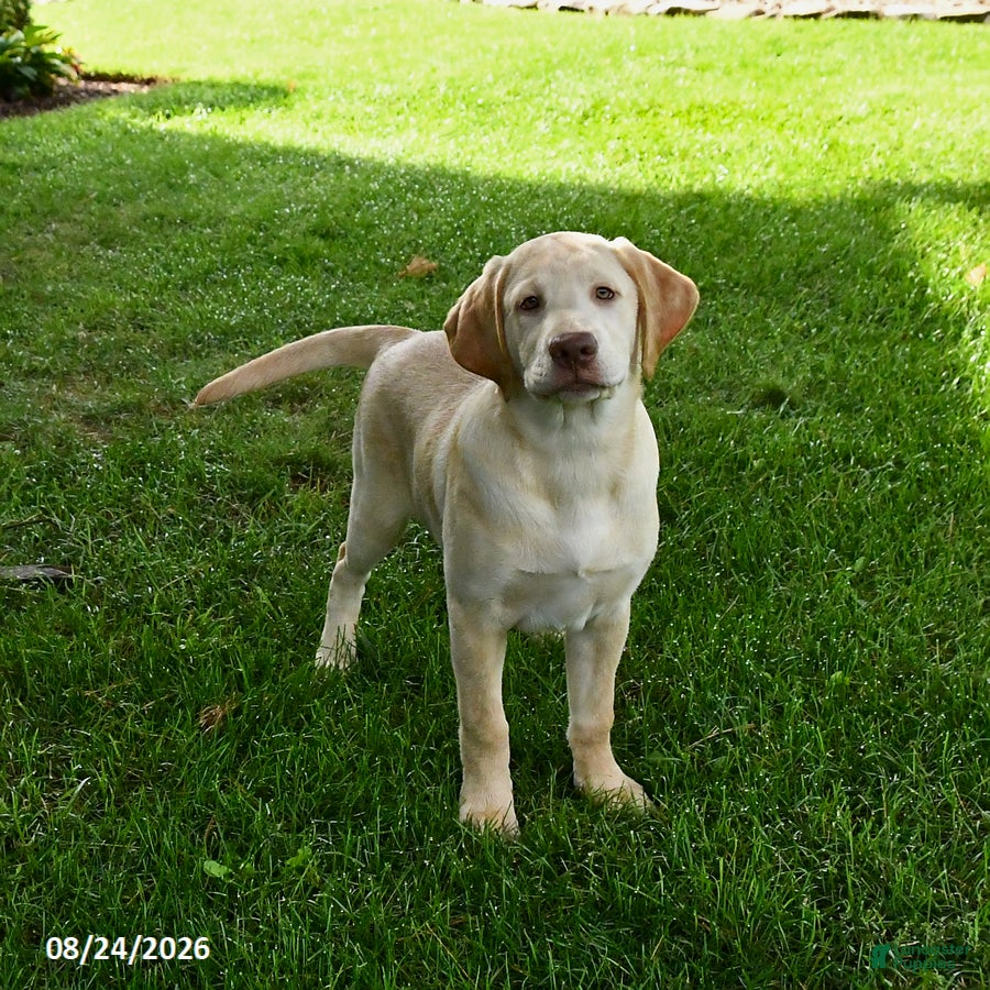Labrador Retriever dogs Stormy - Ad 2