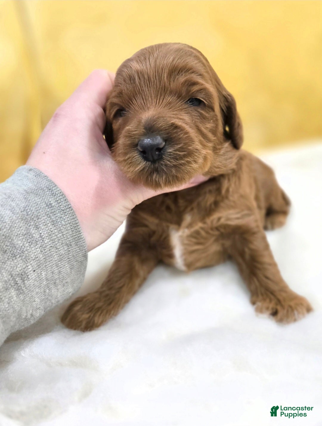 Mini Goldendoodle dogs for sale: Oakley  - Ad 4