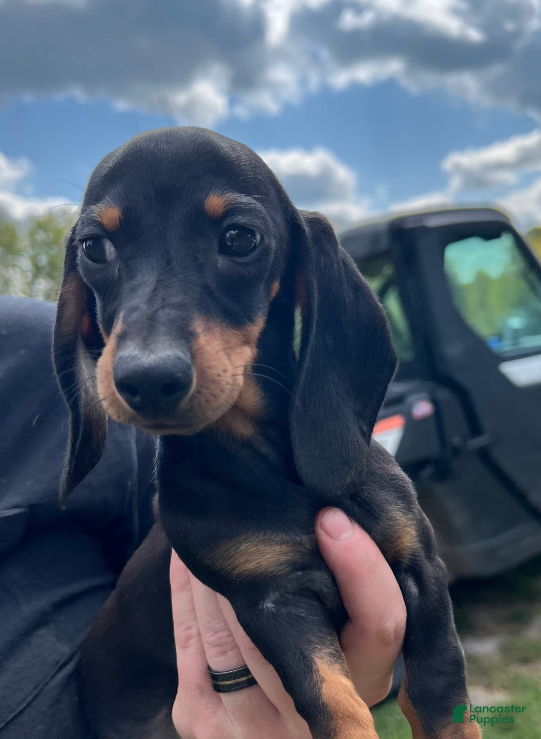 Russian Miniature Dachshund Puppies for sale Lancaster Puppies