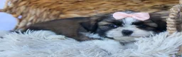 Shih Tzu dogs for sale: SALLY - Ad 5