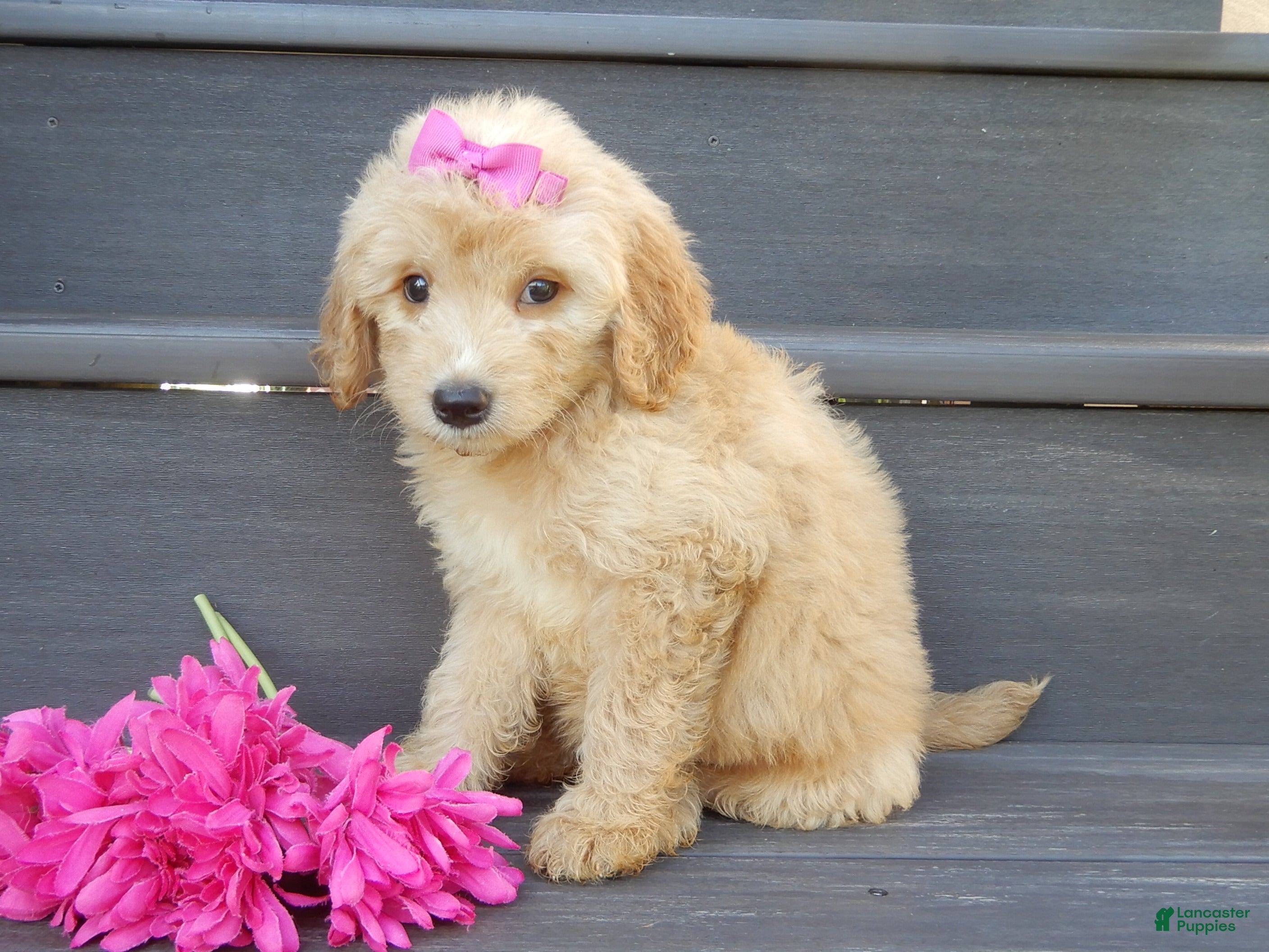 Mini Goldendoodle dogs Penny (medium) - Ad 2