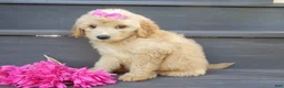 Mini Goldendoodle dogs for sale: Penny (medium) - Ad 2