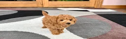 Maltipoo dogs for sale: Kyle - Ad 5