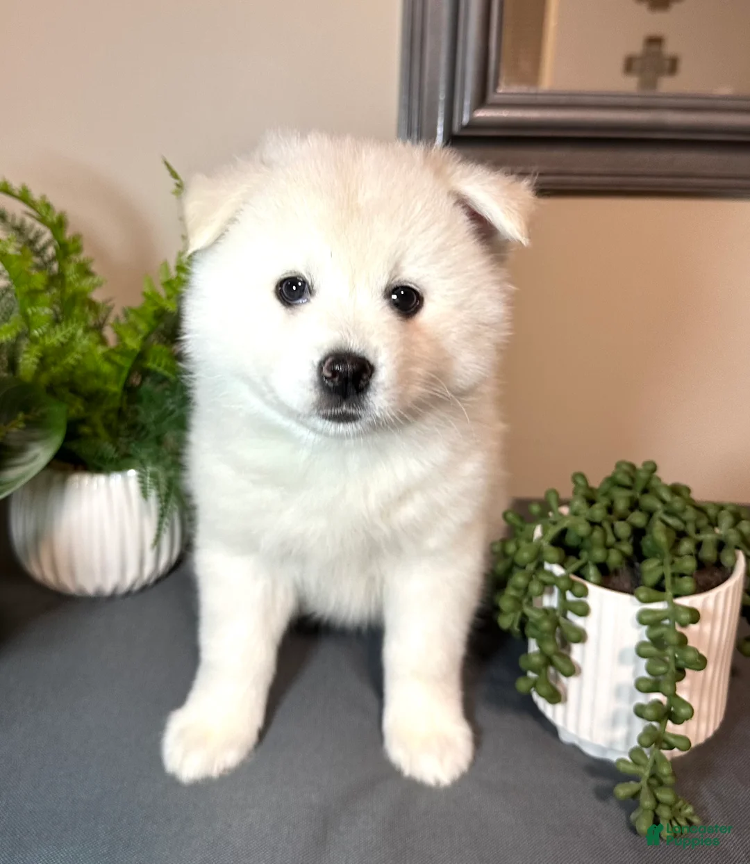 Pomsky dogs for sale: Clover - Ad 1