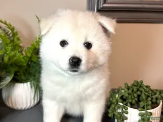 Pomsky dogs for sale: Clover - Ad 2