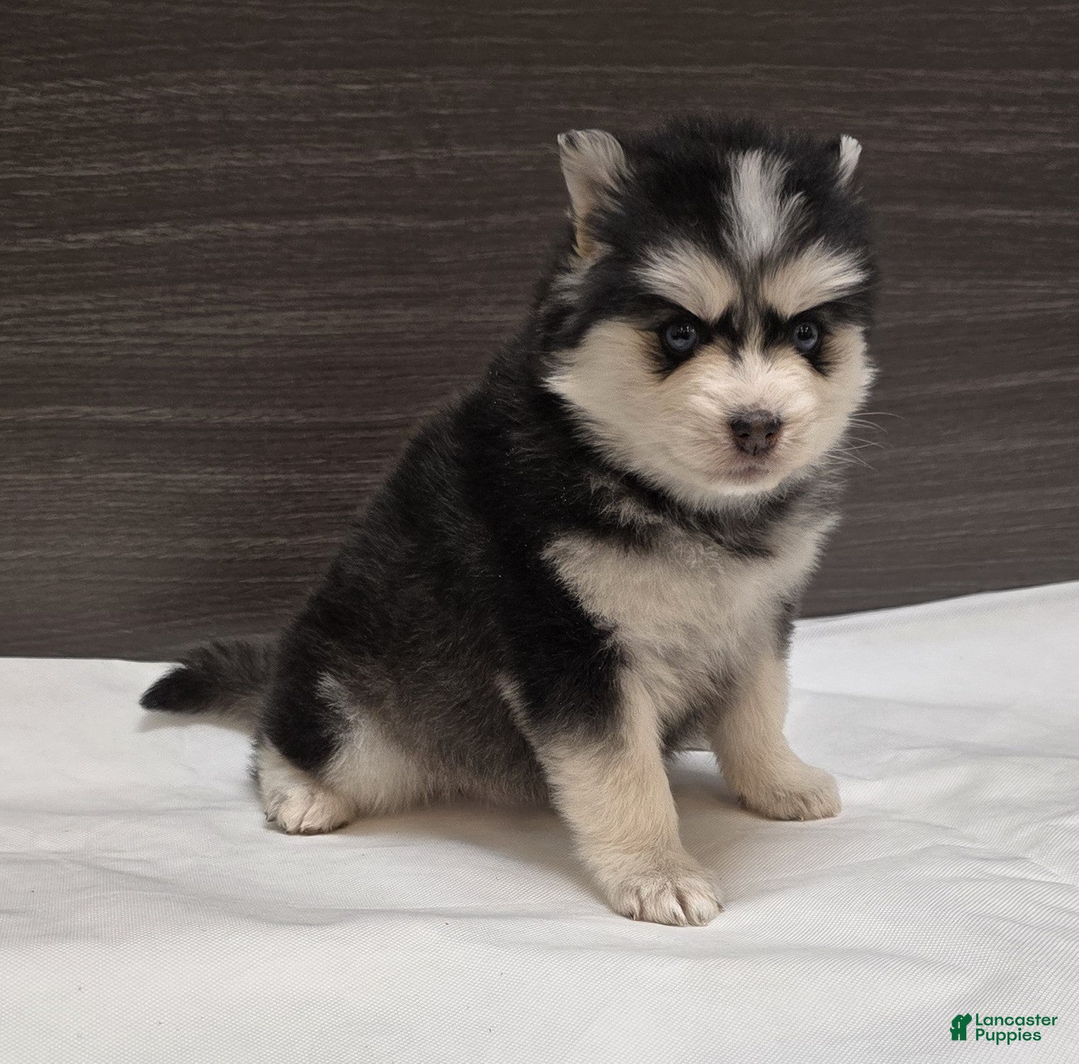 Pomsky dogs Nova - Ad 1