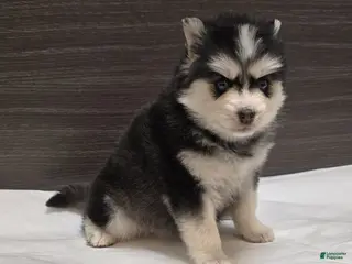 Pomsky dogs for sale: Nova - Ad 3