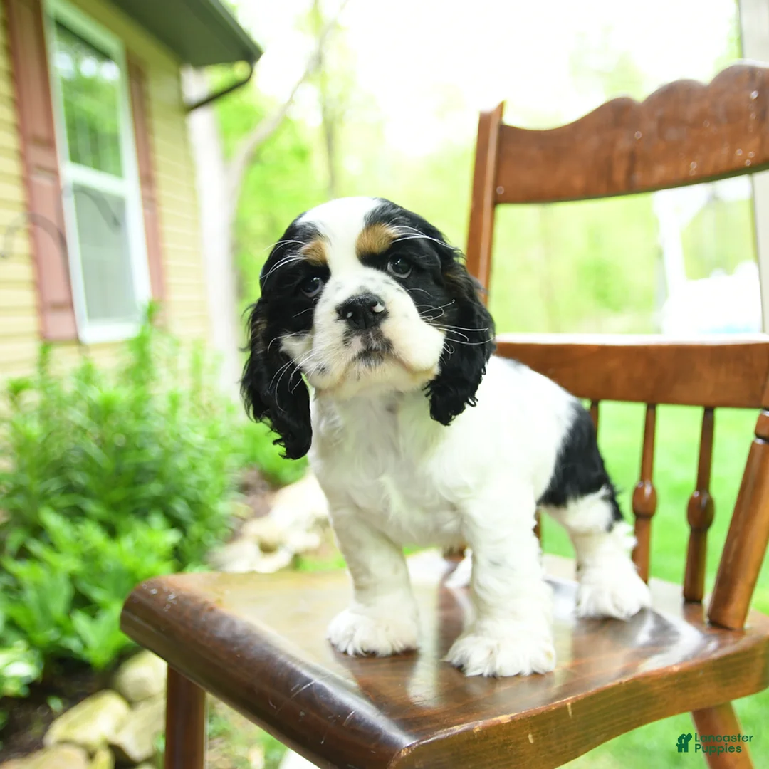 Cocker Spaniel dogs for sale: Blaze - Ad 1