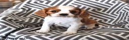 Cavalier King Charles Spaniel dogs for sale: Peanut  - Ad 1