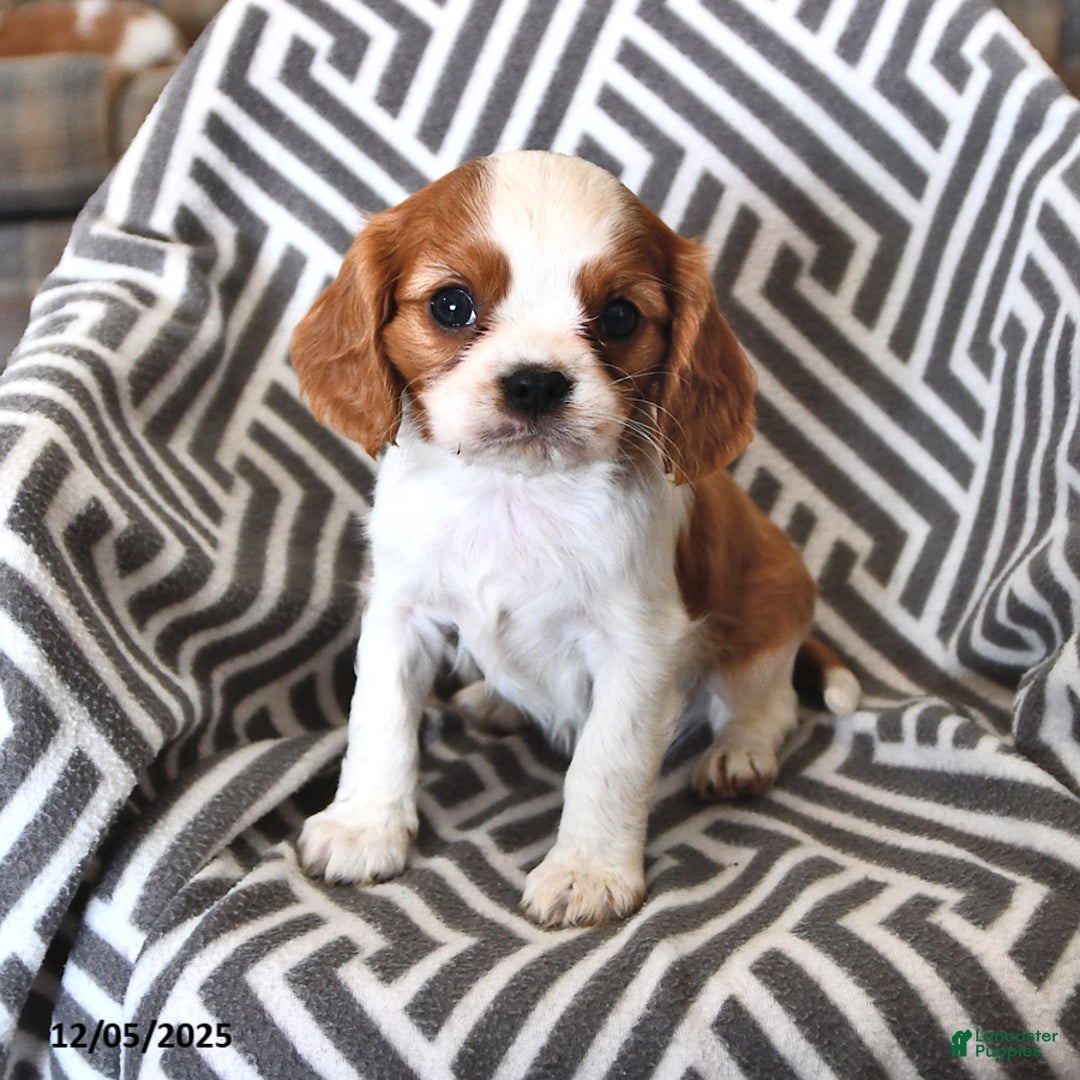 Cavalier King Charles Spaniel dogs for sale: Peanut  - Ad 1
