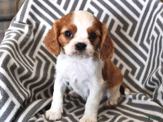 Cavalier King Charles Spaniel dogs Peanut - Ad 39