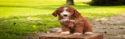 Cavapoo dogs for sale: Blaise Cavapoo  - Ad 8