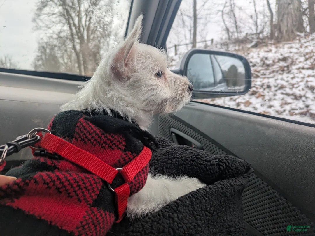 West Highland Terrier dogs for sale: West Highland Terrier Puppy 1 - Ad 3