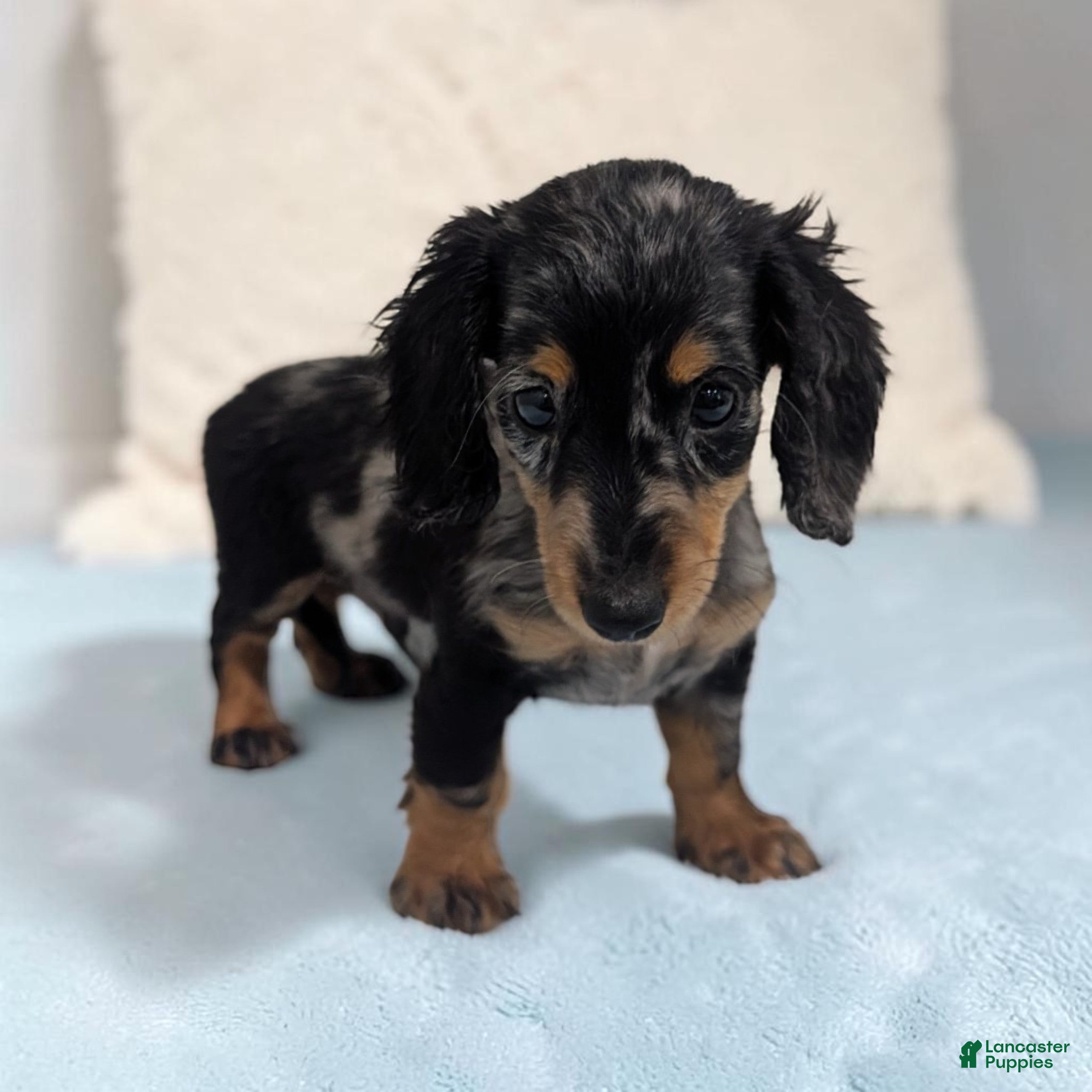 Miniature Dachshund dogs Prince - Ad 1