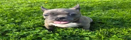 Frenchton dogs for sale: Winston  - Ad 3