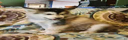 Alaskan Malamute dogs for sale: Alaskan Malamute Puppy 4 - Ad 4