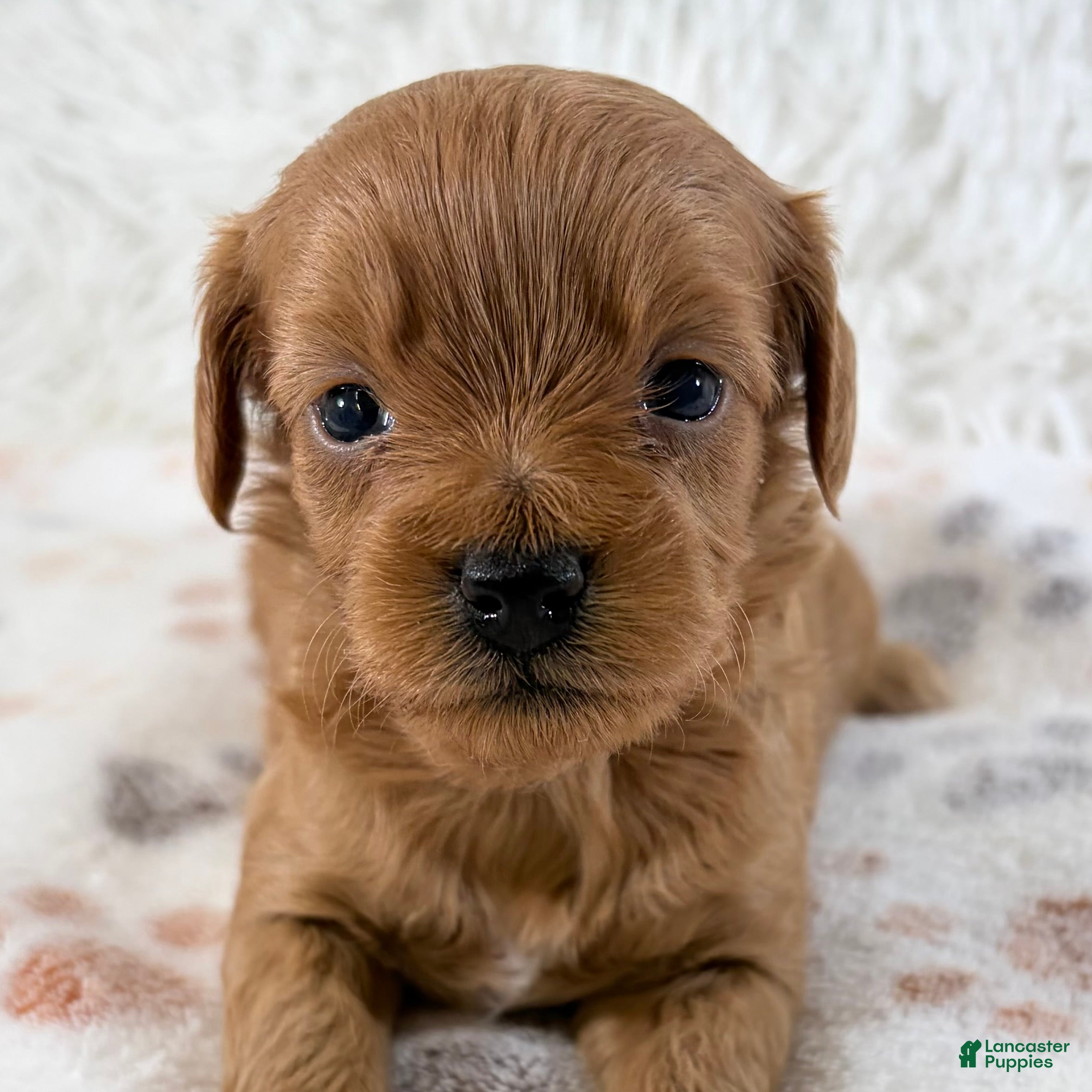 Shihpoo dogs for sale: Fawn F1B Shihpoo  - Ad 1