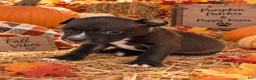 Mixed Breed dogs for sale: Breed 6 - Ad 1