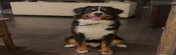 Bernese Mountain Dog dogs for sale: Bernese Mountain Dog Puppy 2 - Ad 5