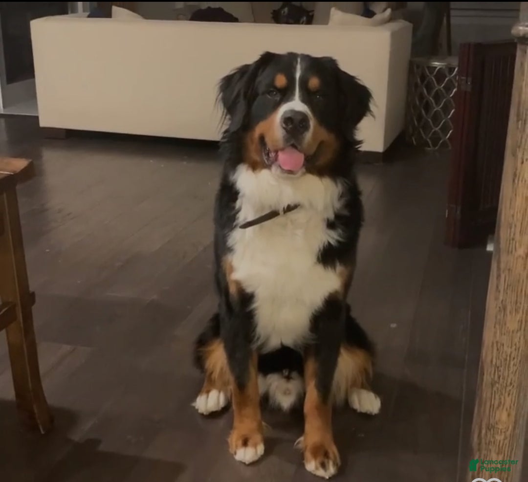 Bernese Mountain Dog dogs for sale: Bernese Mountain Dog Puppy 2 - Ad 5
