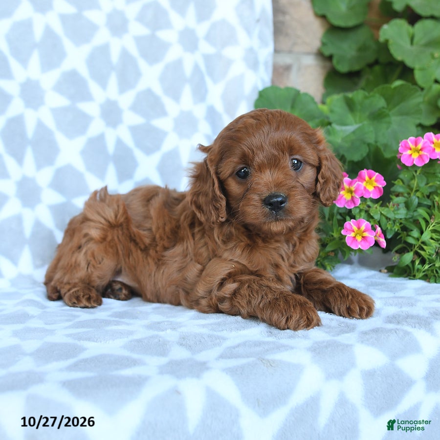 Cavapoo dogs for sale: Autumn - Ad 2