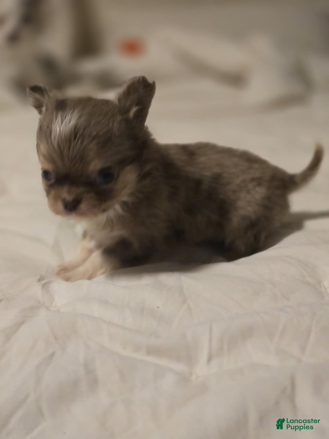Chihuahua dogs for sale: Jazz - Ad 2