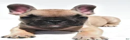 French Bulldog dogs for sale: Patrick  - Ad 4