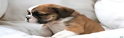 English Bulldog dogs for sale: Janita - Ad 6