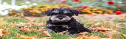 Miniature Schnauzer dogs for sale: Rowan - Ad 3