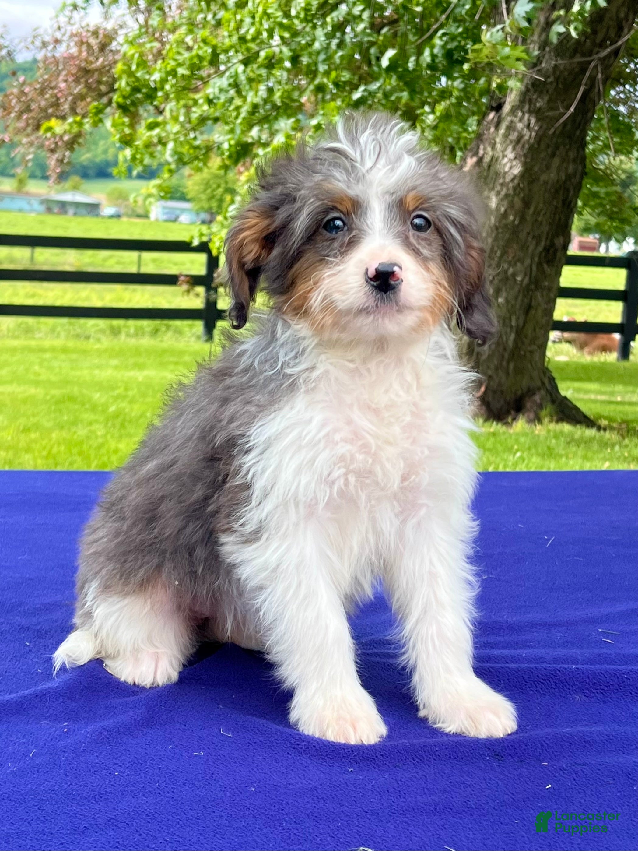 Bernedoodle dogs Nina - Ad 1