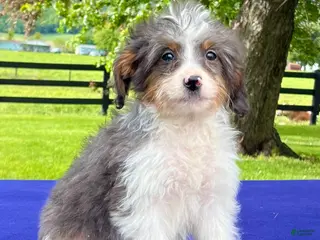Bernedoodle dogs for sale: Nina - Ad 2