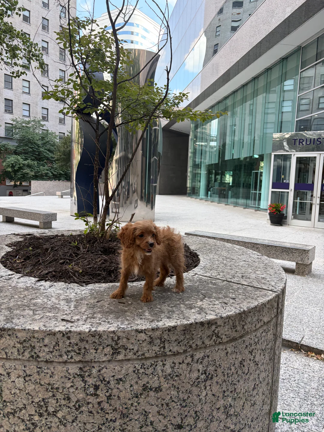 Cavapoo dogs for sale: Daisy - Ad 2