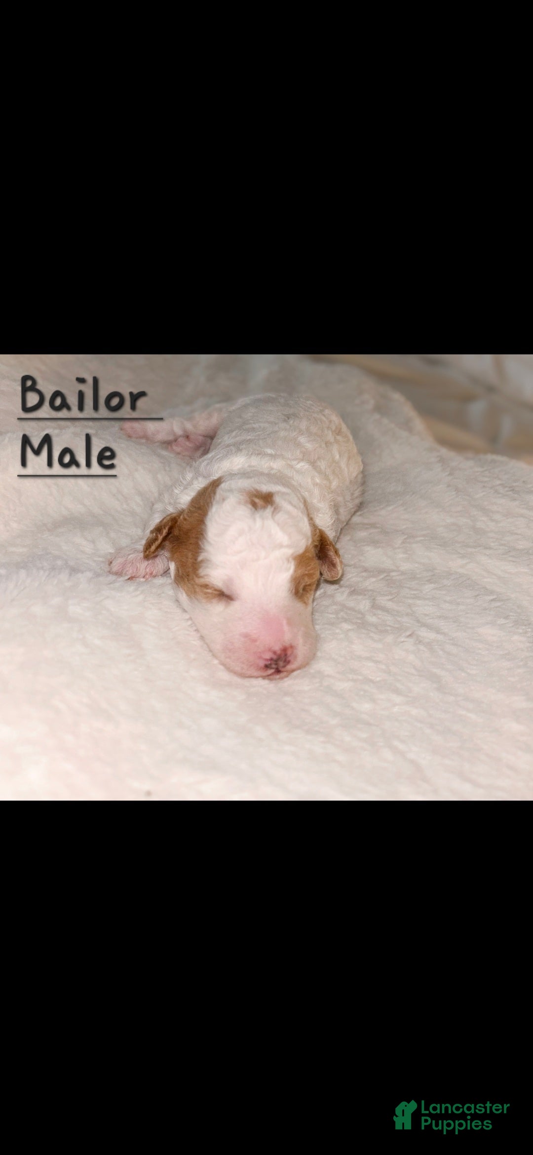 Mini Goldendoodle dogs for sale: Bailor - Ad 5