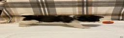 Akita dogs for sale: Mya - Ad 10