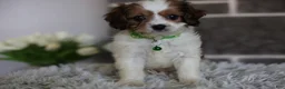 Cavapoo dogs for sale: Ollie - Ad 4
