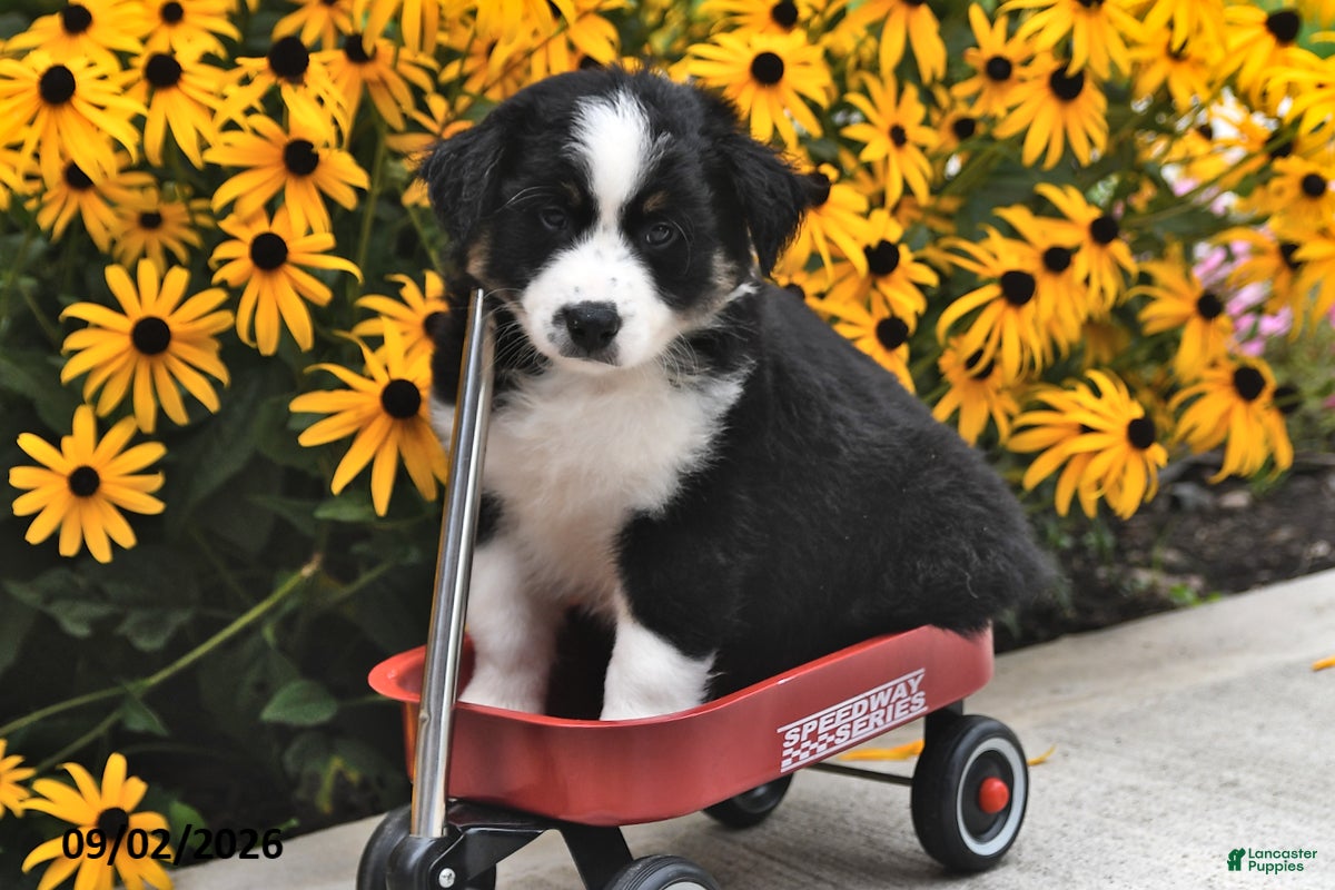 Australian Shepherd dogs Jake - Ad 2