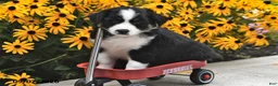 Australian Shepherd dogs for sale: Jake - Ad 2