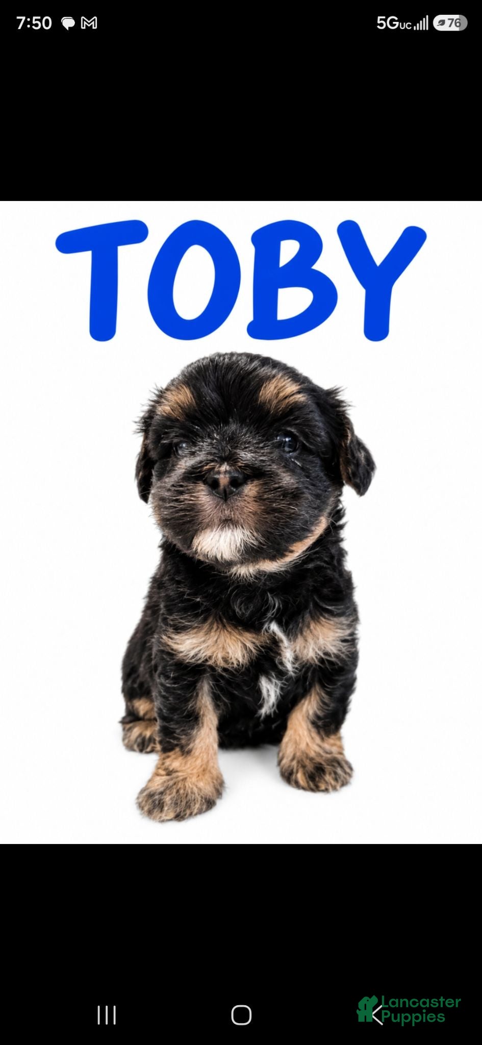 Maltipoo dogs TOBY - Ad 4