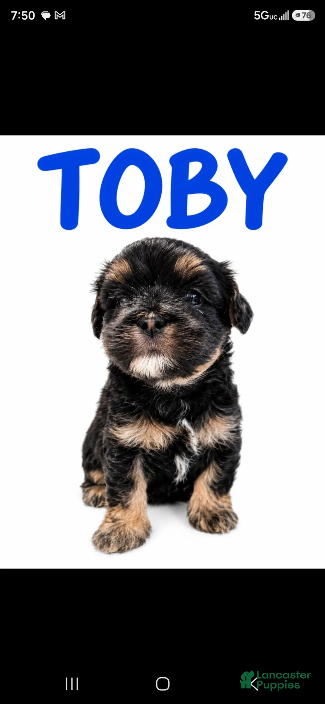 Maltipoo dogs for sale: TOBY - Ad 1