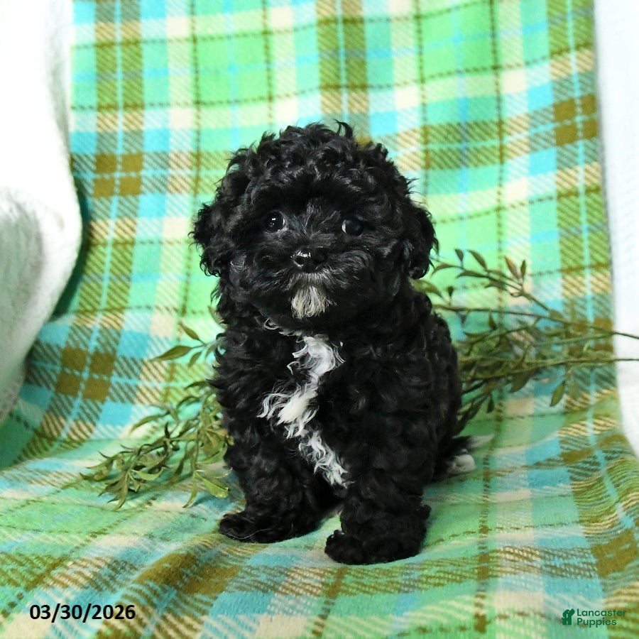 Shihpoo dogs Tucker - Ad 2
