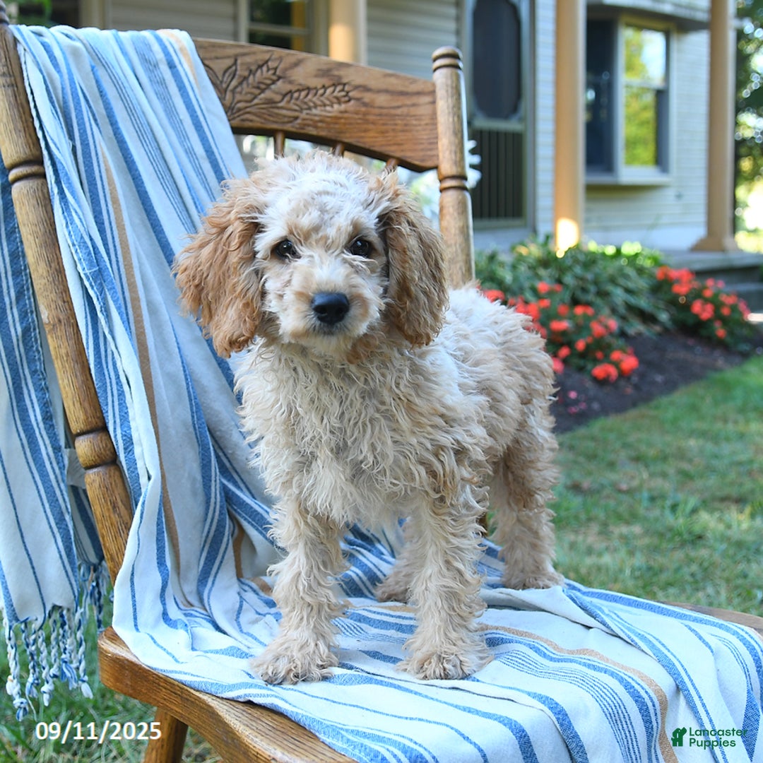 Cockapoo dogs for sale: Faith - Ad 12