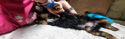 Cavapoo dogs for sale: Cavapoo 1 - Ad 4