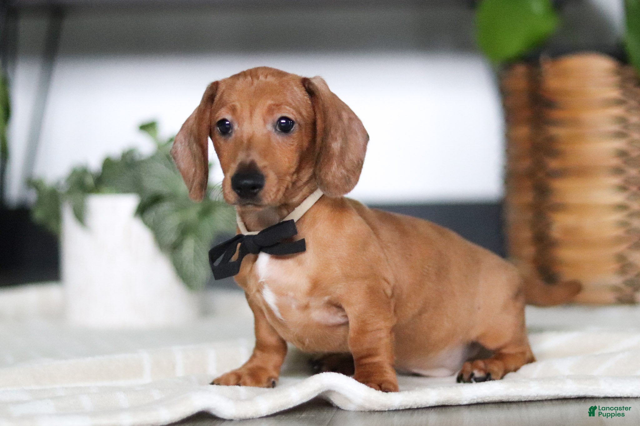 Miniature Dachshund dogs Ace - Ad 2