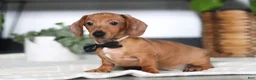 Miniature Dachshund dogs for sale: Ace - Ad 2