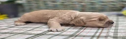 Cockapoo dogs for sale: Knotty - Ad 33