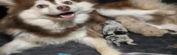 Pomsky dogs for sale: Toy red merle - Ad 14