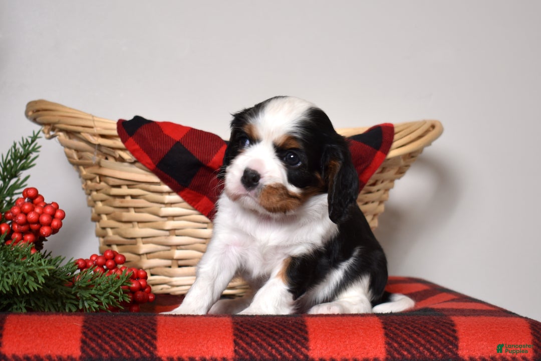 Cavalier King Charles Spaniel dogs for sale: Gwen - Ad 4