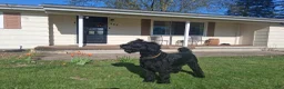 Giant Schnauzer dogs for sale: Poppy - Ad 6